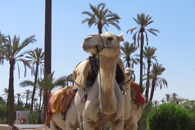 Camel Ride & Quad Biking Half Day in Marrakech - Gratitude From the Memory Makers Team