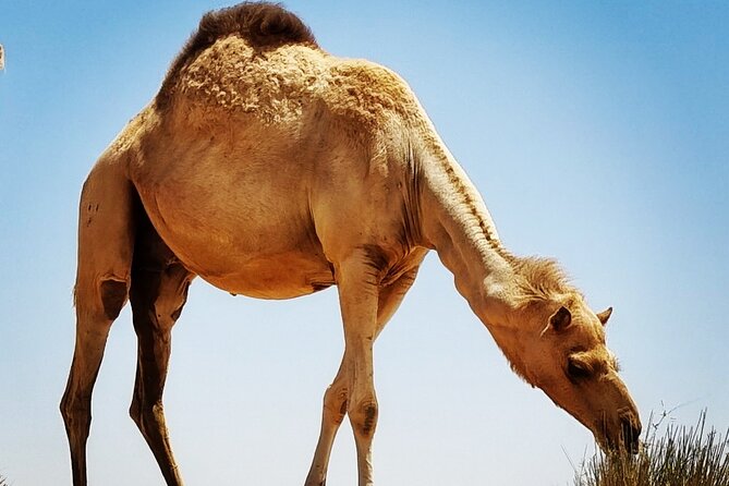 Camel Ride Safari in Red Dunes - What to Expect on a Camel Ride Safari