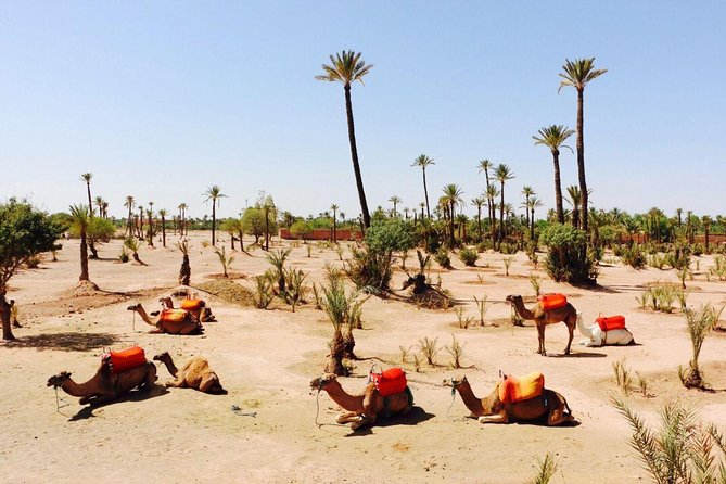 Camel Ride Tour in Marrakesh - Booking