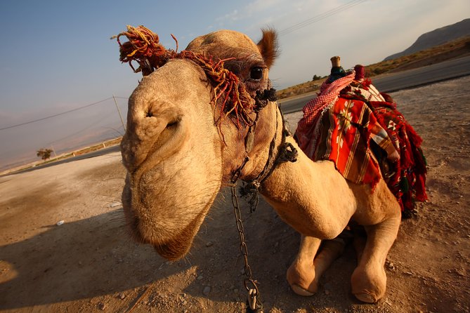 Camel Ride Tour in the Palm Grove of Marrakech - Additional Information