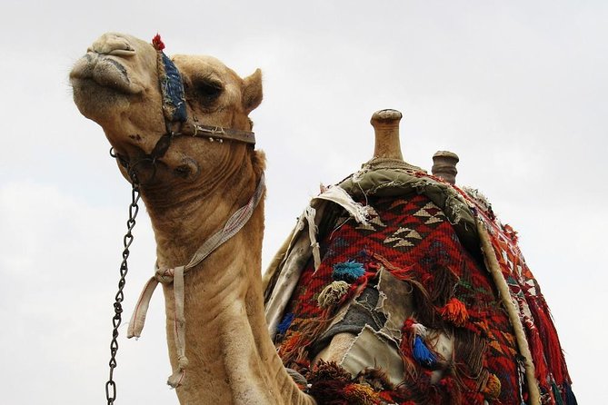 Camel Ride Tour in the Palm Grove of Marrakech - Meeting and Pickup