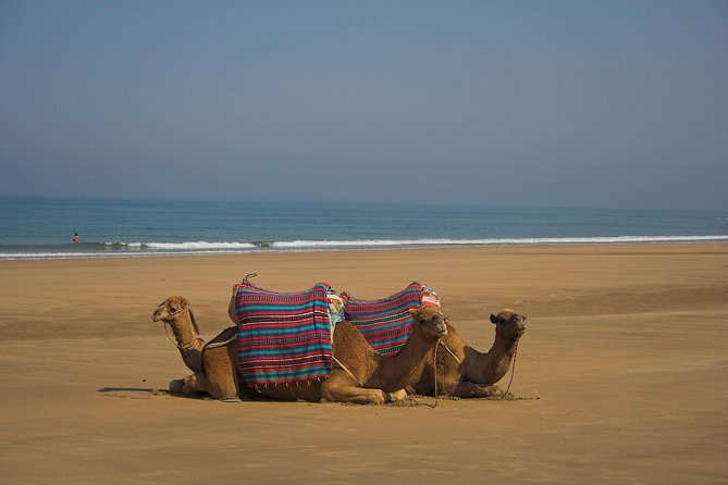 Camel Ride Tour in the Palm Grove of Marrakech - Highlights