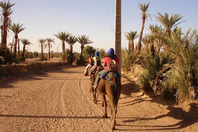 Camel Ride Tour in the Palm Grove of Marrakech - Transportation