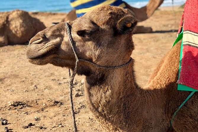 Camel Ride Tours From Agadir & Taghazout - Good To Know
