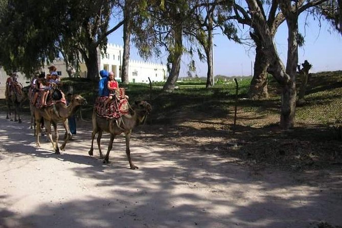 Camel Riding - Common Questions About Camel Riding