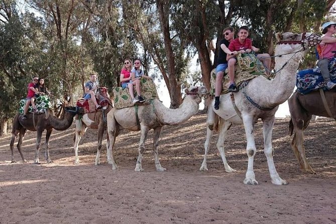 Camel Riding - Common Questions