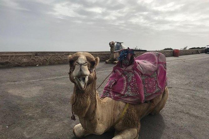 Camel Riding Experience in Agadir - Pickup Information