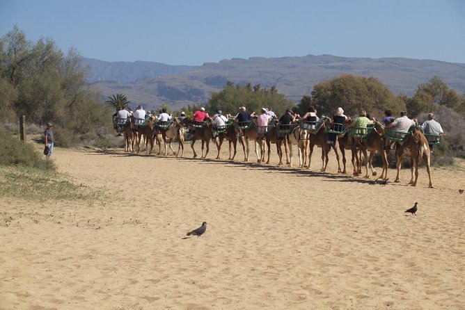 Camel Riding in Maspalomas Dunes - Overview and Experience