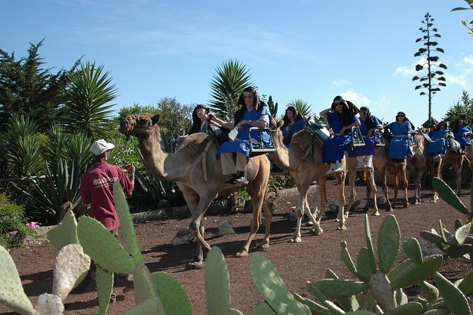 Camel Riding Tour at El Tanque, Tenerife - Expectations and Restrictions