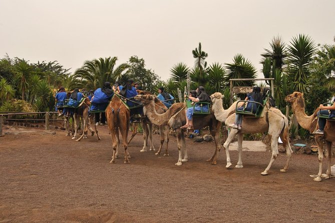Camel Riding Tour at El Tanque, Tenerife - Additional Information