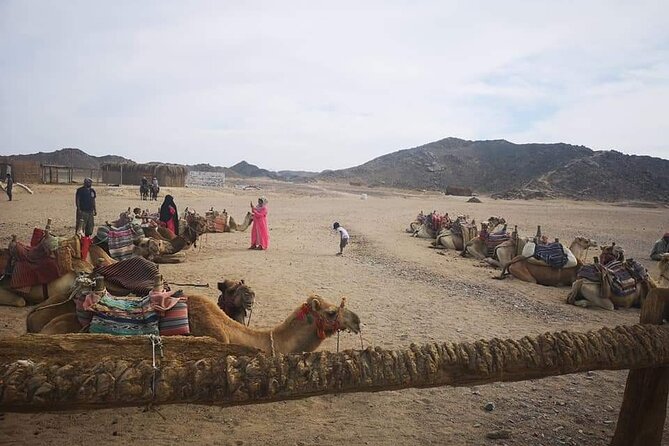 Camel Riding Tour in Sharm El Sheikh Desert - Logistics