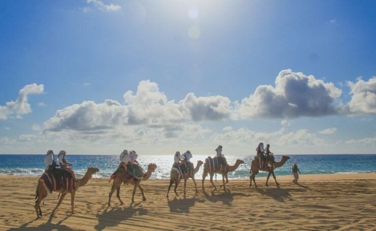 Camel Safari Adventure With Tacos - Booking and Cancellation Policy