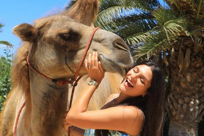Camel Safari and Gastronomic Experience in Los Cabos - Exploring the Camel Safari and Gastronomic Experience in Los Cabos: A Complete Guide