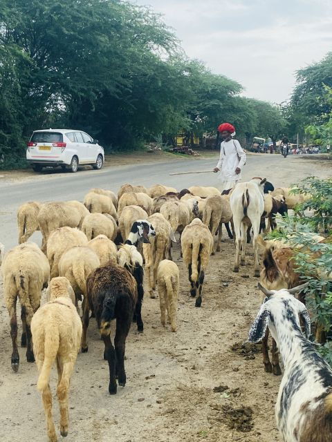 Camel Safari Half Day Tour in Jodhpur With Dinner - Experience Highlights