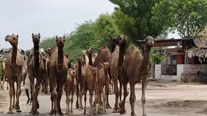 Camel Safari Half Day Tour in Jodhpur With Dinner - Additional Information