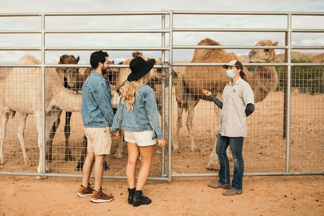 Camel Safari - Safari Tram Ride and Zoo Tour - Whats Included and Meeting/Pickup Details