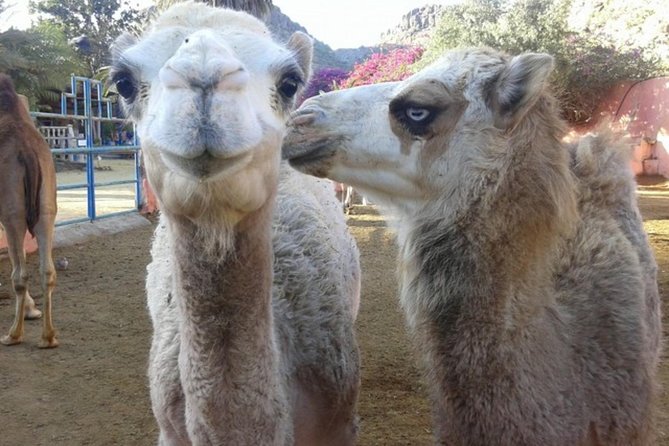 Camel Safari Through the Dunes of Maspalomas - Additional Information for Participants