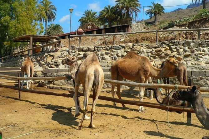 Camel Safari Through the Dunes of Maspalomas - Common Questions