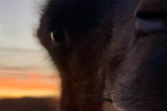 Camel Safari - VIP Sunset Safari - Inclusions and Accessibility