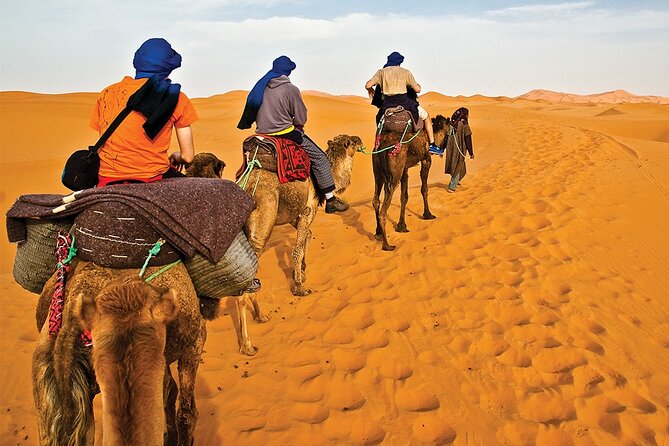 Camel Trekking in Abu Dhabi With Shared Transfer, Fun and More - Additional Info and Cancellation Policy