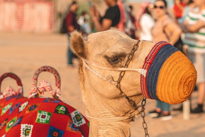 Camel Trekking in Open Red Dunes Desert - Discovering the Rich Cultural Heritage