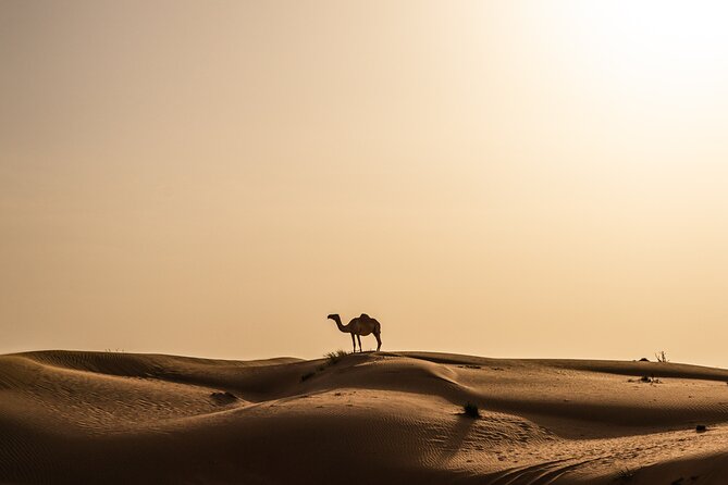 Camel Trekking in Open Red Dunes Desert - Thrilling Adventures in the Open Sands