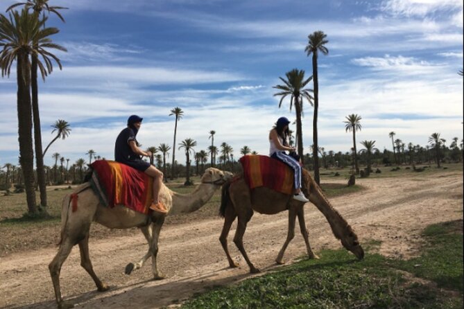 Camel Trekking Through Marrakeshs Palm Grove - Good To Know