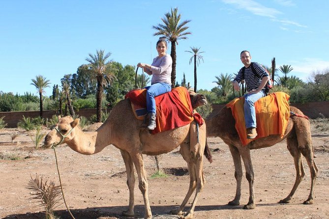 Camel Trekking Through Marrakeshs Palm Grove - End Point and What To Expect