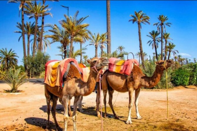 Camel Trekking Through Marrakeshs Palm Grove - Additional Info and Cancellation Policy
