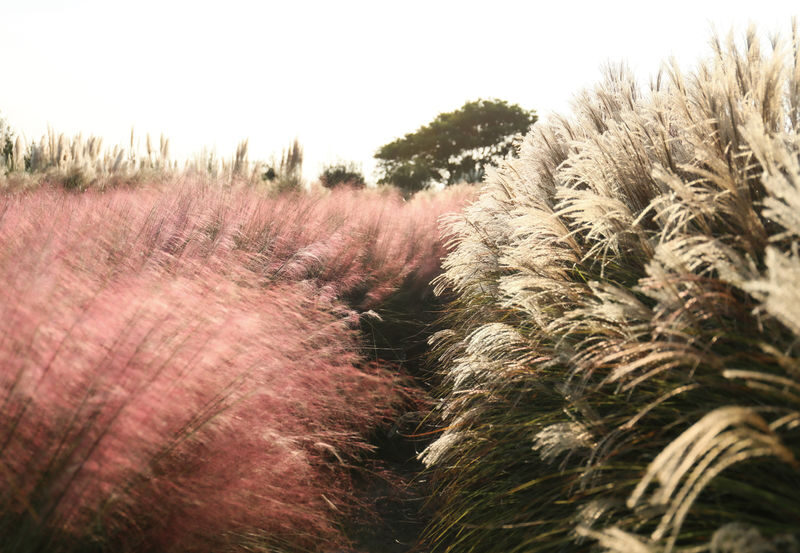 Camellia Hill Admission Ticket in Jeju - Finding your way through the garden