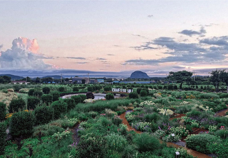 Camellia Hill Admission Ticket in Jeju - What the ticket covers, and what it costs