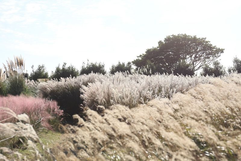 Camellia Hill Admission Ticket in Jeju - Entry, opening hours, and the walk itself