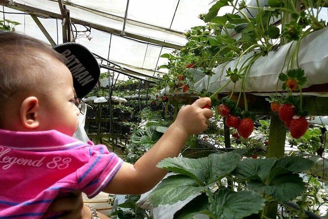 Cameron Highland Day Tour - Final Thoughts