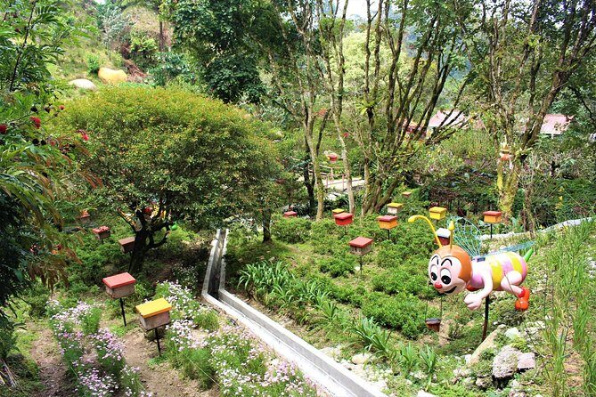 Cameron Highland Day Tour - FAQs