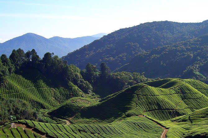 Cameron Highland Day Tour from Kuala Lumpur - What the driver-guide can add