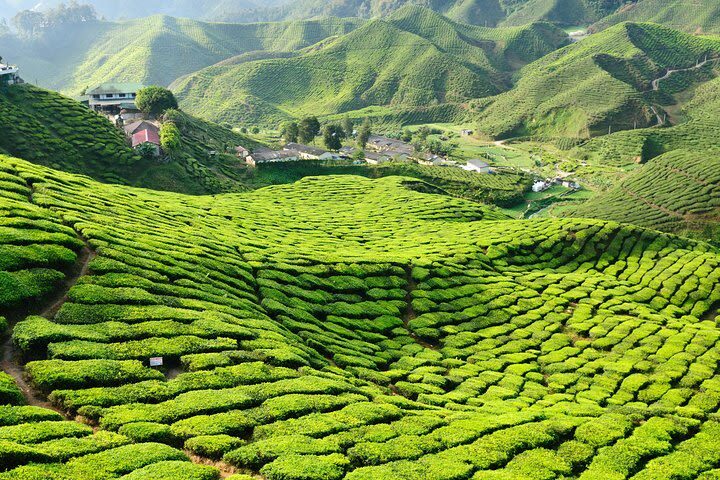Cameron Highland Day Tour from Kuala Lumpur - The long-day trade-off