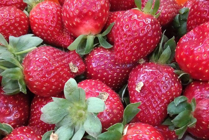 Cameron Highland Day Trip - An In-Depth Look at the Cameron Highlands Day Tour