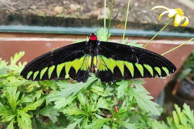 Cameron Highland Full Day Tour from KL City Private Tour - What We Loved About the Tour