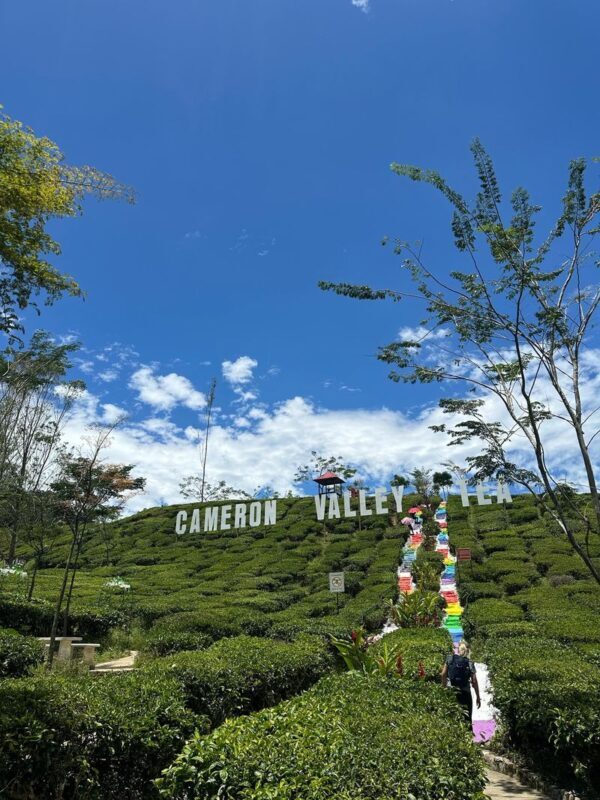 Cameron Highland Private Day Tour From Ipoh - The useful details at a glance