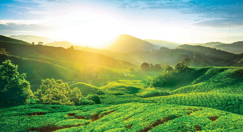 Cameron Highland Private Day Tour from Kuala Lumpur - At a glance
