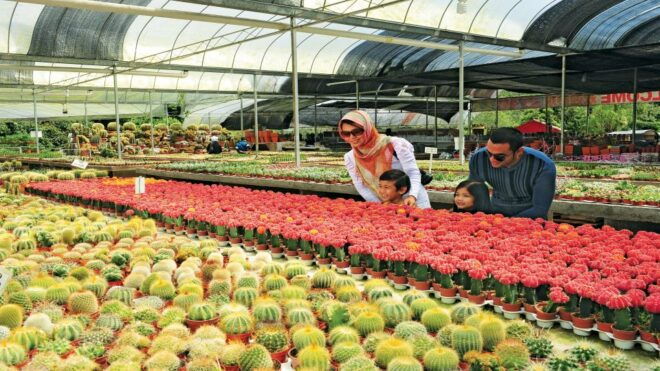 Cameron Highlands 1 Day Tour From Kuala Lumpur - Visiting the BOH Tea Plantations
