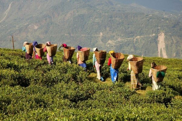 Cameron Highlands 1 Day Tour From Kuala Lumpur - Helpful Information and Directions