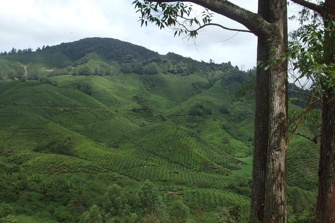 Cameron Highlands Amazing Day Trip Tour With Local Lunch - Inclusions and Services