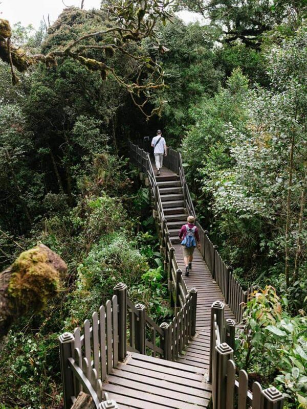 Cameron Highlands and Mossy Forest Half Day Tour - At a glance
