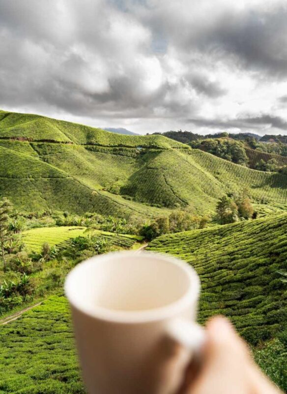 Cameron Highlands and Mossy Forest Half Day Tour - A morning in the highlands, with a forest at its heart
