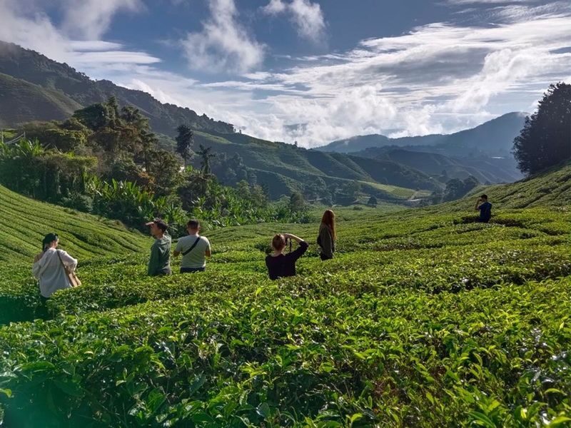 Cameron Highlands and Mossy Forest Half Day Tour - BOH Tea Plantation: fields, tea and timing