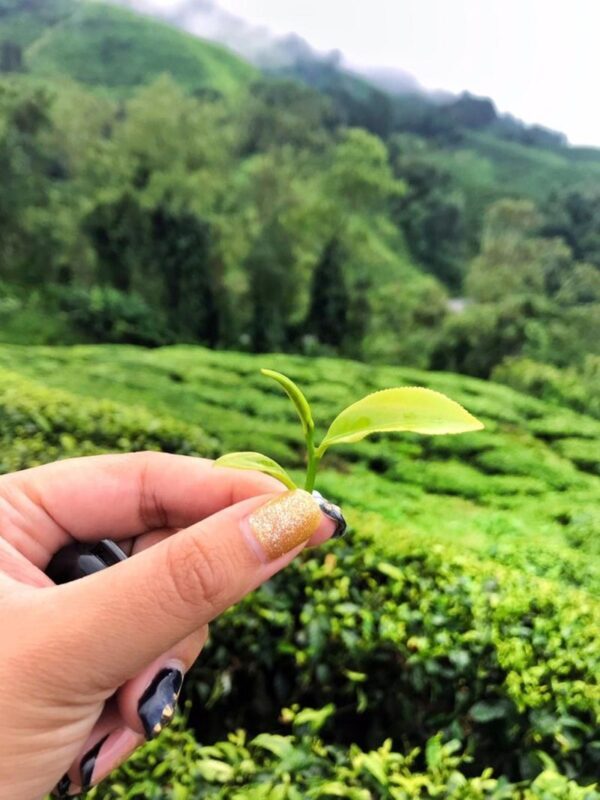 Cameron Highlands and Mossy Forest Half Day Tour - Strawberry farm: a modest, local finish