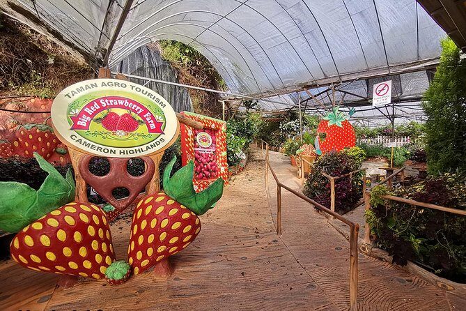 Cameron Highlands & Batu Caves Full-Day Tour - Who Is This Tour Best For?