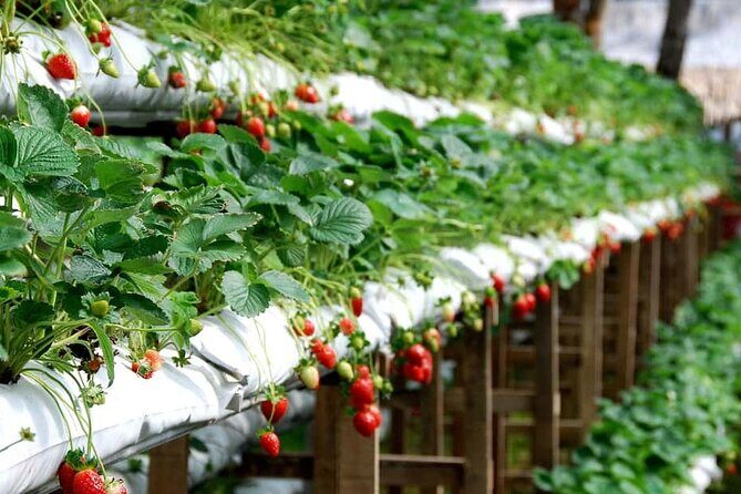 Cameron Highlands Day Tour From Kuala Lumpur 2025 - Why the Cameron Highlands Tour Stands Out