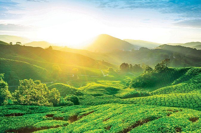 Cameron Highlands Day Tour From Kuala Lumpur 2025 - Final Thoughts: Who Will Love This Tour?